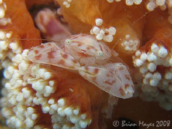 Cute smiling Porcelain Crab (Lissoporcellana sp)..¸><((((... by Brian Mayes 